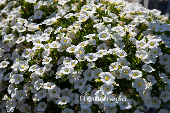 Calibrachoa 'MiniFamous White' - Mini petunia (109921)