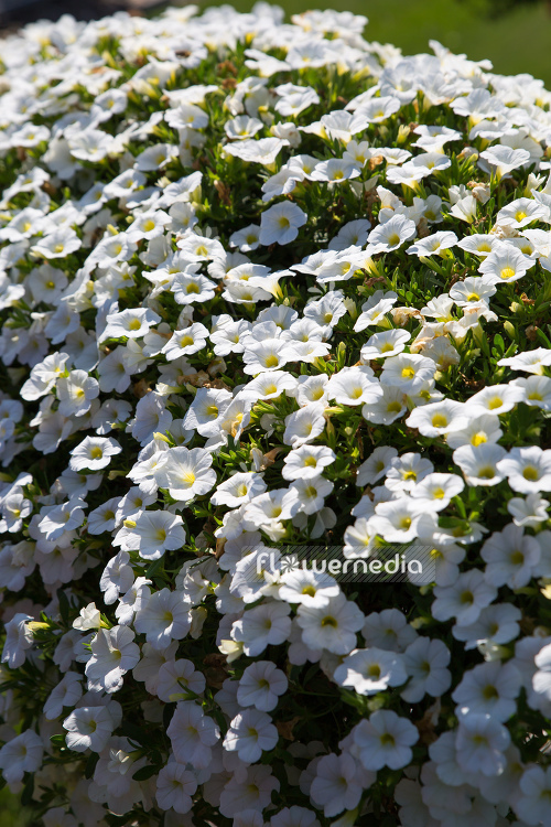 Calibrachoa 'MiniFamous White' - Mini petunia (109922)