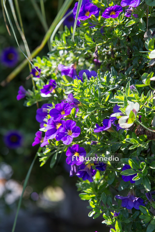 Calibrachoa 'Unique Blue Violet' - Mini petunia (109926)