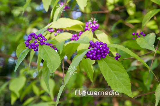 Callicarpa japonica - Japanese beautyberry (102798)