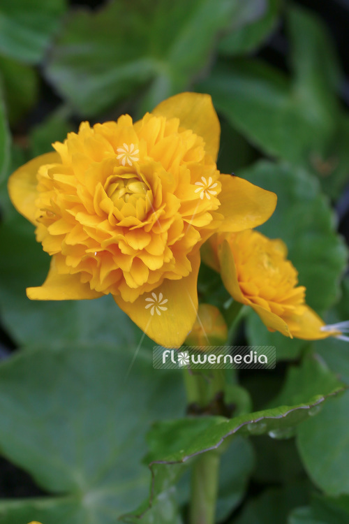 Caltha palustris 'Multiplex' - Double-flowered marsh marigold (102806)