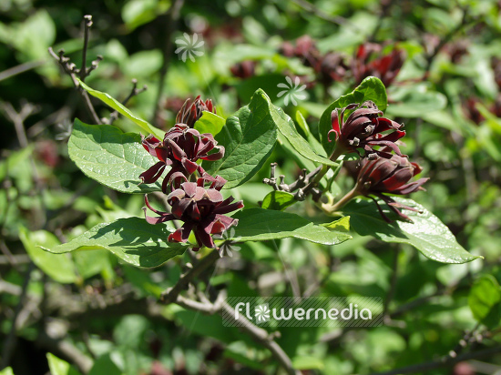 Calycanthus floridus - Carolina sweetshrub (100537)