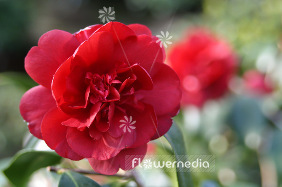 Camellia japonica 'Althaeiflora' - East asian camellia (102809)