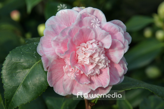 Camellia japonica 'Colombo' - East asian camellia (102812)