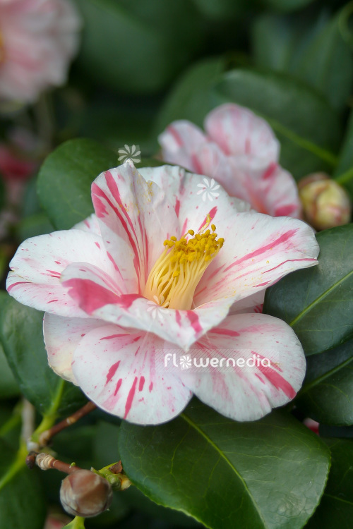 Camellia japonica 'Tricolor de Siebold' - East asian camellia (102828)