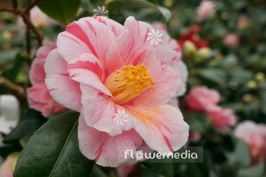 Camellia japonica 'Tricolor de Siebold' - East asian camellia (102829)