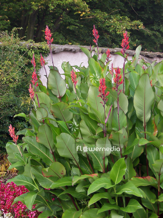 Canna indica - Arrowroot (100557)