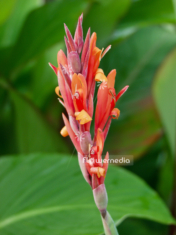 Canna indica - Arrowroot (100558)