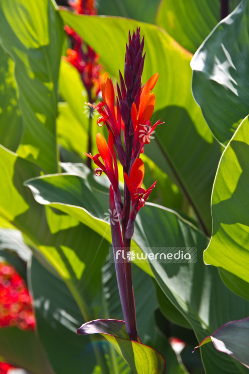 Canna indica - Arrowroot (105328)