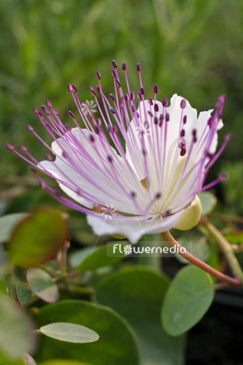 Capparis spinosa - Caperbush (105330)