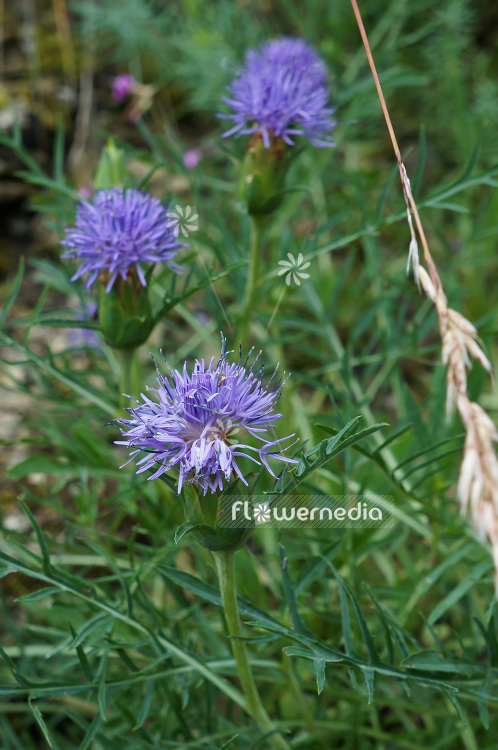 Carduncellus mitissimus - Cardoncelle (102872)