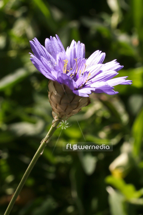 Catananche caerulea - Blue cupidone (100585)