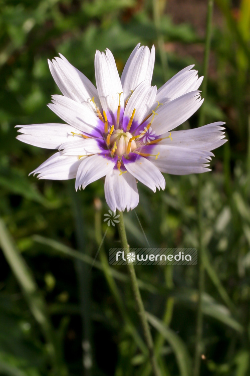 Catananche caerulea 'Alba' - White cupidone (100586)