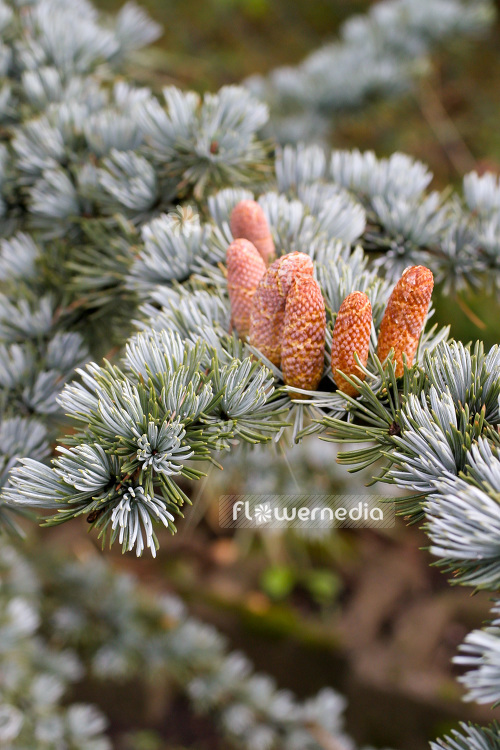 Cedrus atlantica 'Glauca' - Blue Atlas cedar (102904)