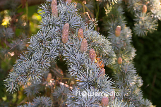 Cedrus atlantica 'Glauca' - Blue Atlas cedar (102905)