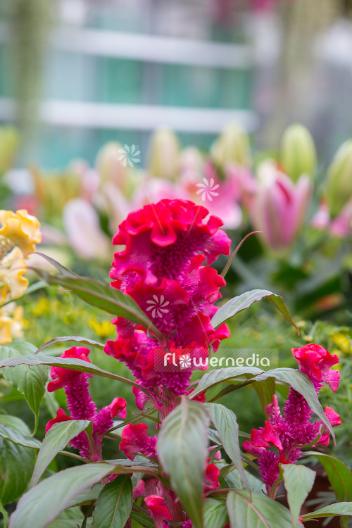 Celosia argentea var. cristata - Chinese wool flower (109939)