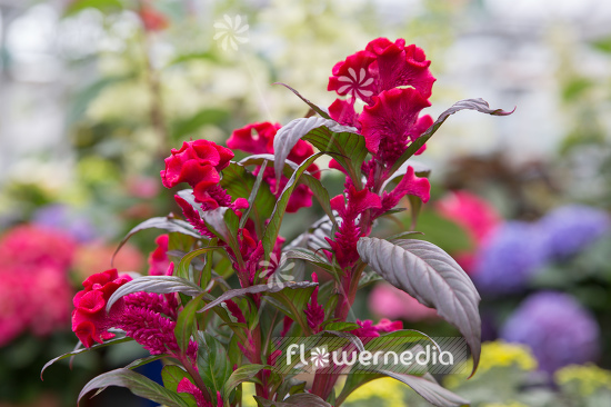 Celosia argentea var. cristata - Chinese wool flower (109942)