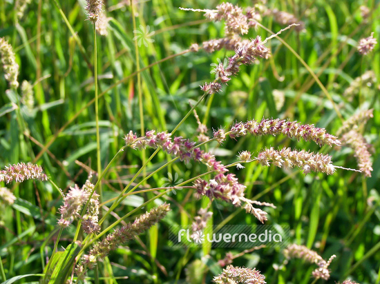 Cenchrus echinatus - Spiny sandbur (100589)