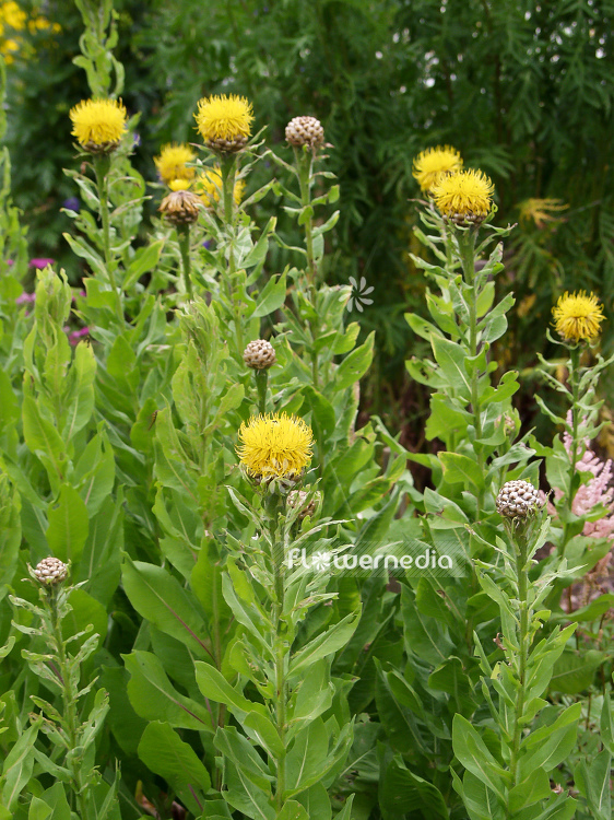 Centaurea macrocephala - Giant knapweed (100595)