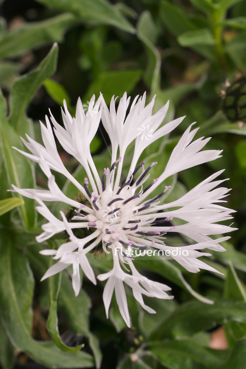 Centaurea montana 'Alba' - White perennial cornflower (102908)