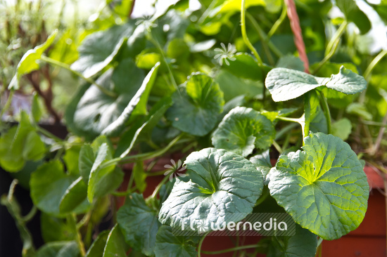 Centella asiatica - Gotu-kola (105336)