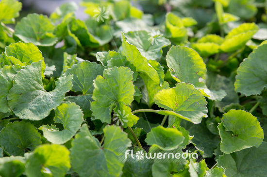 Centella asiatica - Gotu-kola (107751)