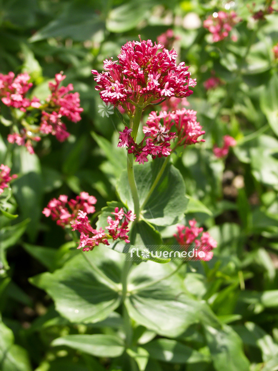 Centranthus ruber 'Coccineus' - Red valerian (100600)