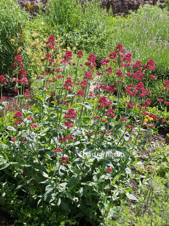 Centranthus ruber 'Coccineus' - Red valerian (100601)