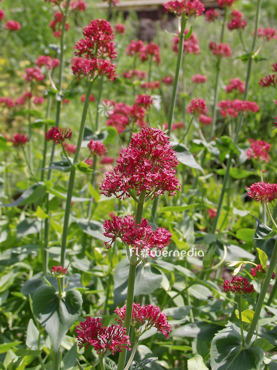 Centranthus ruber 'Coccineus' - Red valerian (100602)