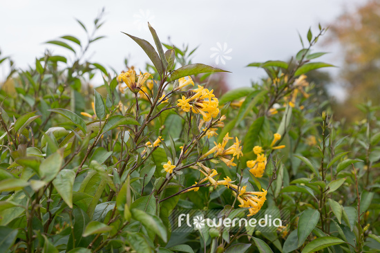 Cestrum aurantiacum - Night-blooming jasmine (109963)