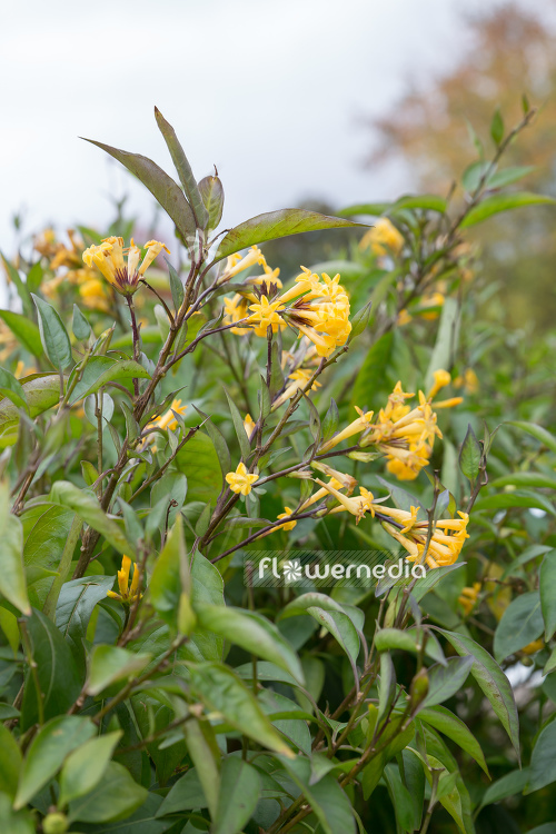 Cestrum aurantiacum - Night-blooming jasmine (109964)