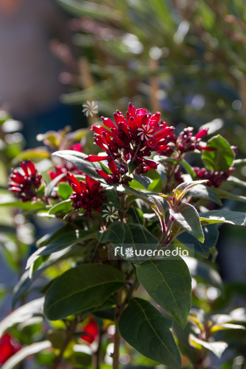 Cestrum elegans - Purple cestrum (109965)