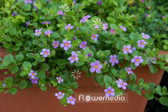 Chaenostoma cordatum - Bacopa (110783)