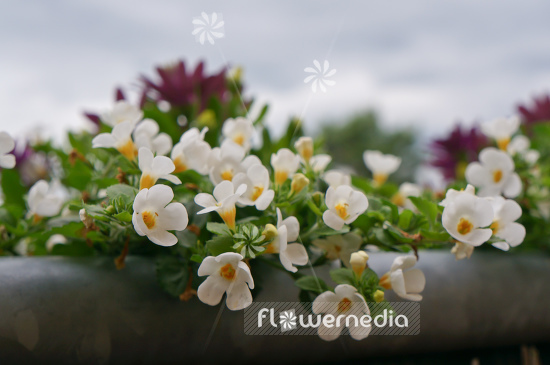 Chaenostoma cordatum 'Snowflake' - Bacopa (104668)