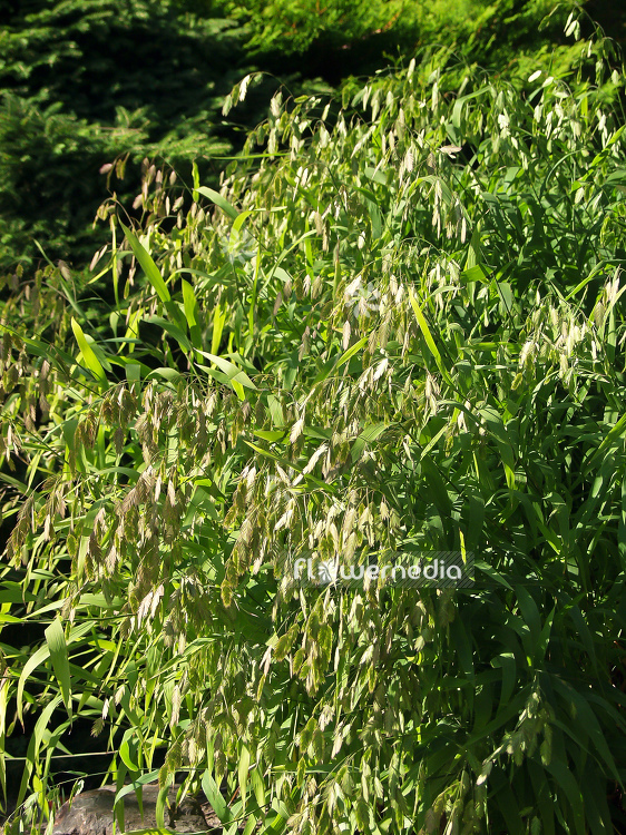 Chasmanthium latifolium - North America wild oats (100619)
