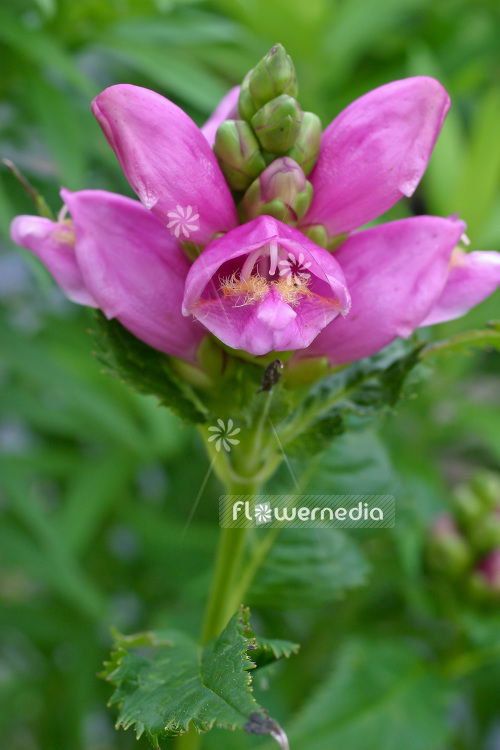 Chelone obliqua - Twisted shell flower (102947)