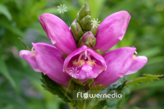 Chelone obliqua - Twisted shell flower (102950)