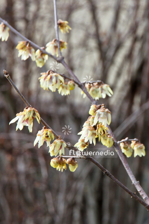 Chimonanthus praecox - Wintersweet (102928)