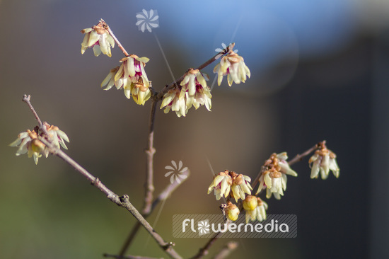 Chimonanthus praecox - Wintersweet (102930)