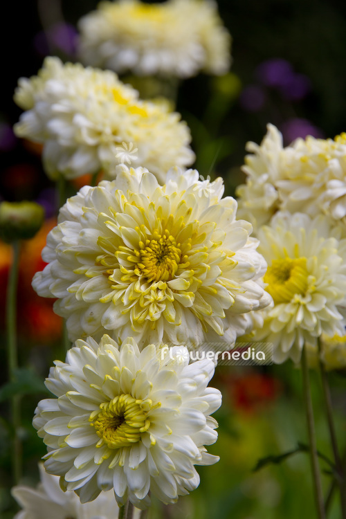 Chrysanthemum hort. 'Ellen White' - Indian chrysanthemum (102932)