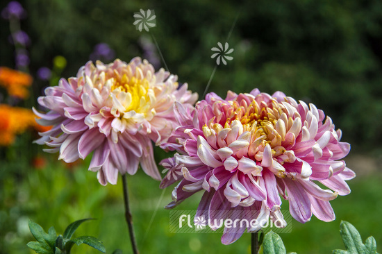 Chrysanthemum hort. 'Enzett Balina' - Indian chrysanthemum (102934)