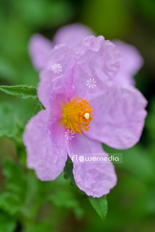 Cistus creticus - Cretan rockrose (102939)