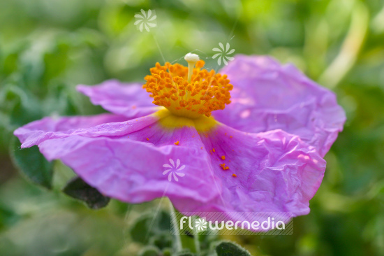 Cistus creticus - Cretan rockrose (105341)