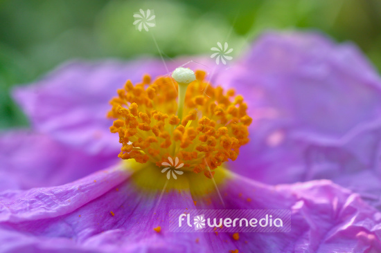 Cistus creticus - Cretan rockrose (105342)