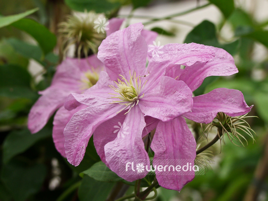 Clematis 'Comtesse de Bouchaud' - Clematis (100648)