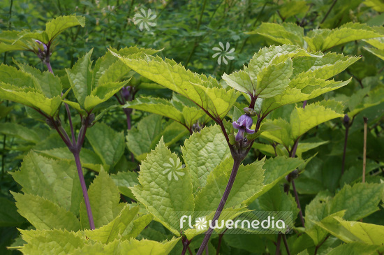 Clematis heracleifolia var. urticifolia - Tube clematis (102953)