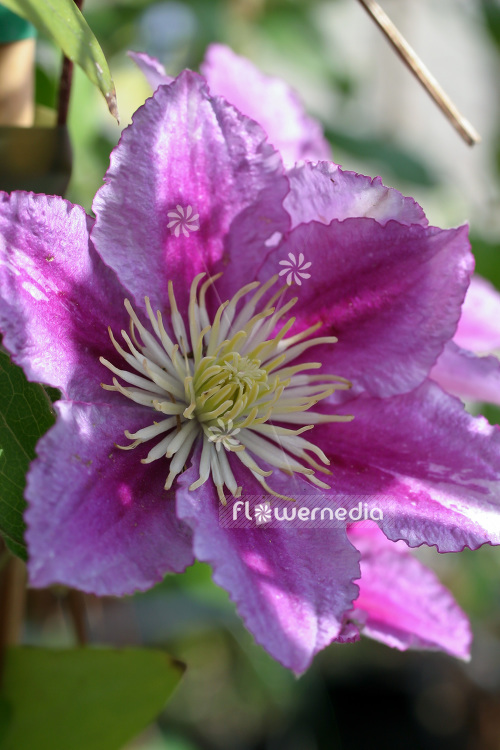 Clematis patens 'Piilu' - Open-flowered clematis (102954)