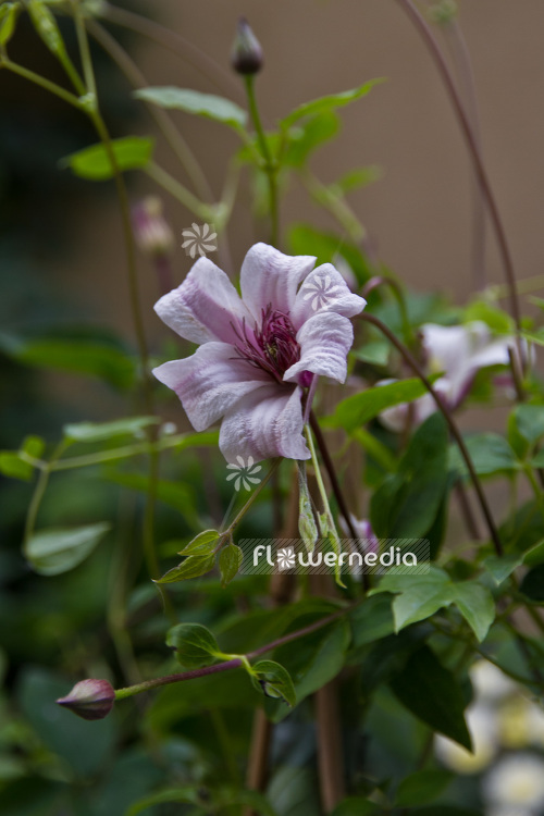 Clematis 'Prinzess Kate Zoprika' - Clematis (102955)