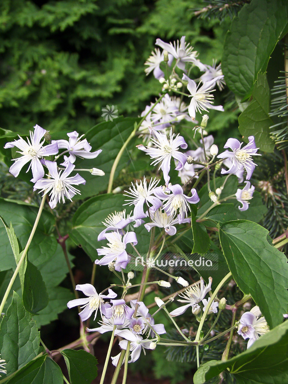 Clematis x jouiniana 'Mrs Robert Brydon' - Clematis (100653)