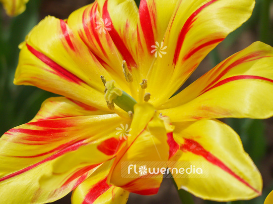 Closeup of a yellow tulip (106226)